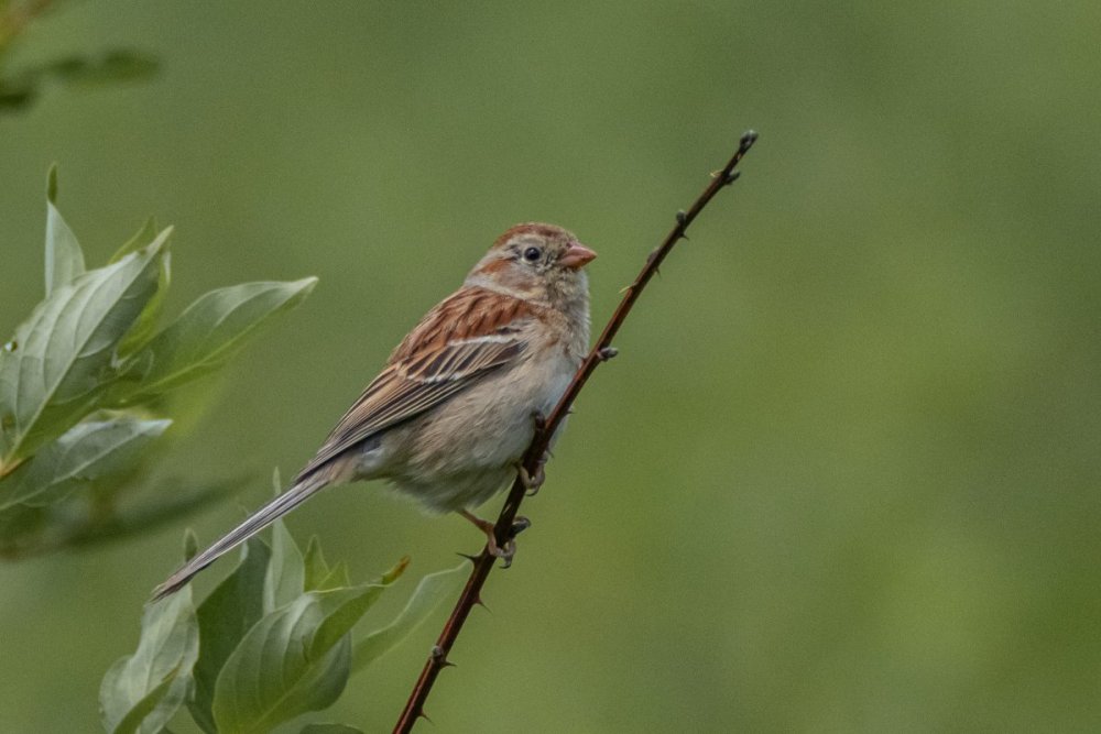 field sparrow.jpg