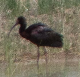 ibis-6.jpg