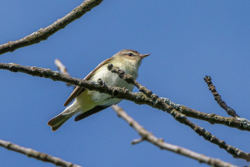 vireo-2.jpg