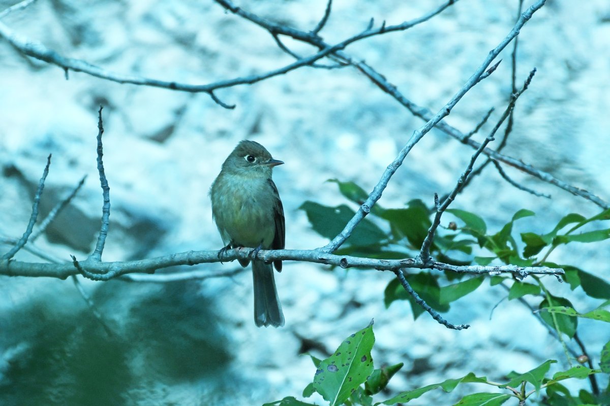 flycatcher? - Help Me Identify a North American Bird - Whatbird Community