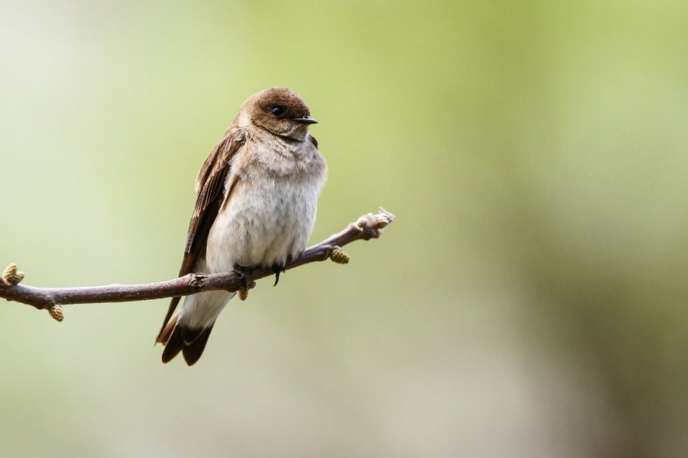 Northern Rough-winged Swallow #2.jpg