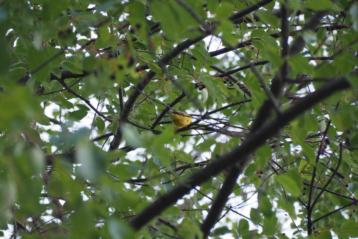 Hooded Warbler - Help Me Identify a North American Bird - Whatbird ...