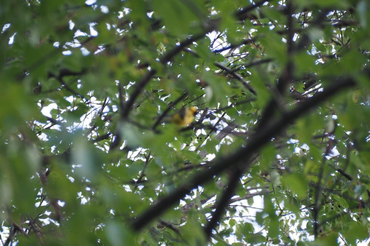 Hooded Warbler - Help Me Identify a North American Bird - Whatbird ...