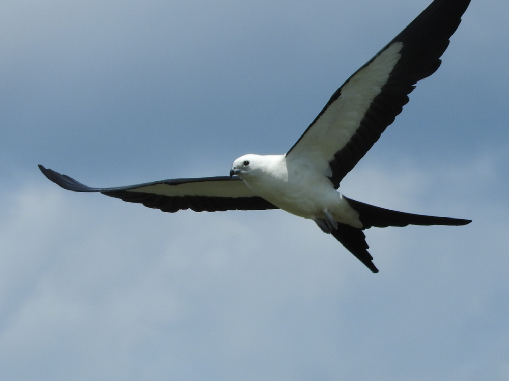 Swallow-tailed Kite 1 7-16-23.PNG