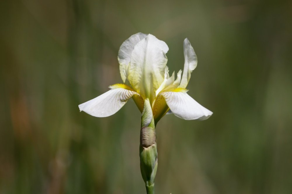 White Iris #1.jpg