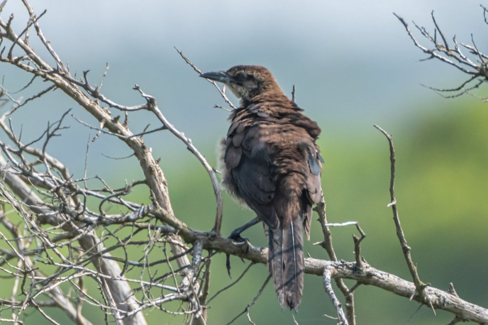 grackle.jpg