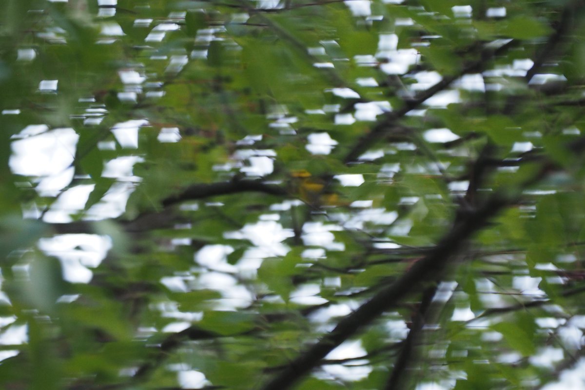 Hooded Warbler - Help Me Identify a North American Bird - Whatbird ...