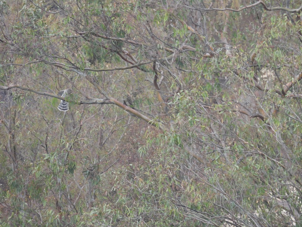 Juvenile Cooper's Hawk chasing away... another Cooper's Hawk? Help Me