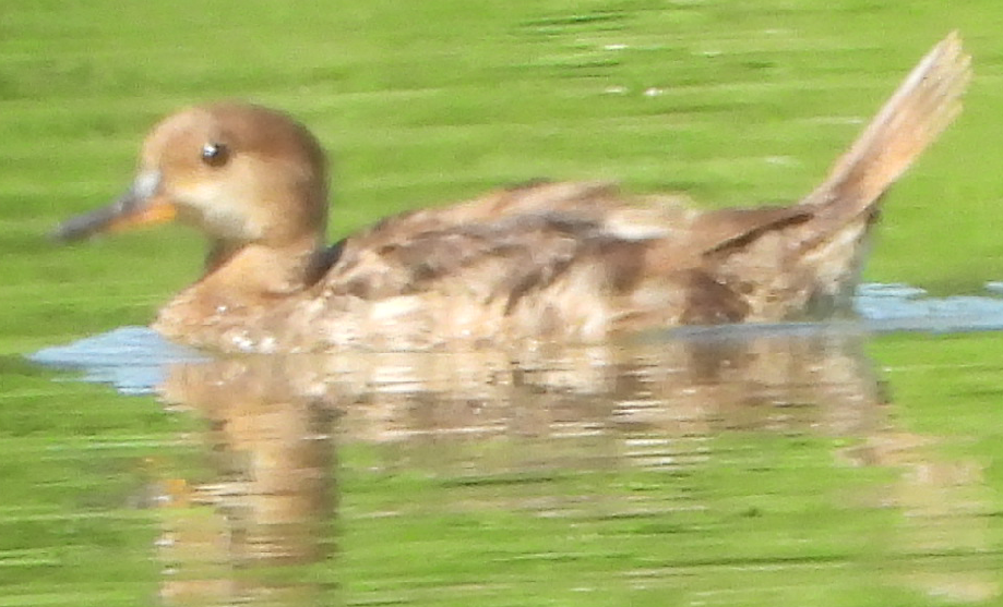 Eclipse or Juvenile Northern Pintail? Or Gadwall? (Nope; juv. Hooded ...