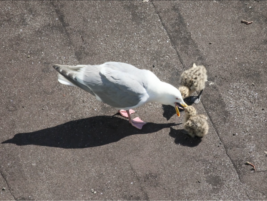 image.png.a27c6428d6c18241be9219b84c3a7974.png