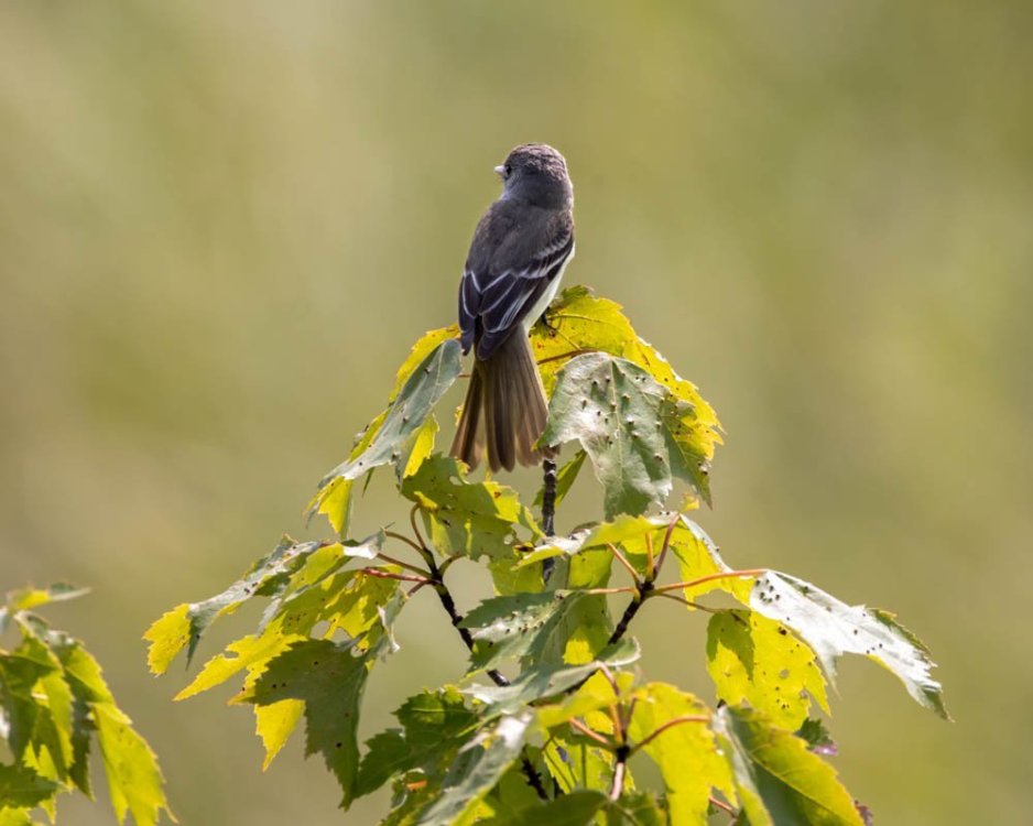 1V0A9603-Edit.jpg
