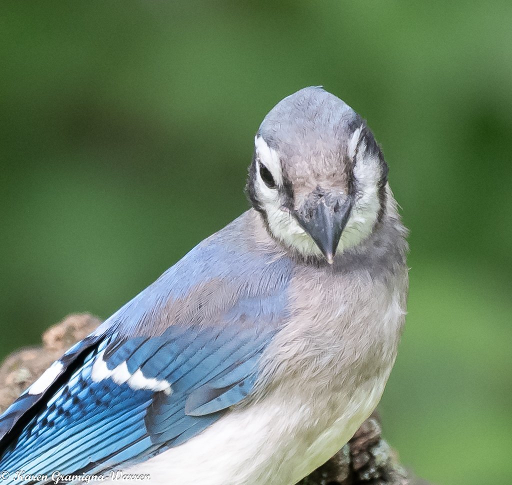 Blue Jay - Sick or injured eye - Help Me Identify a North American Bird -  Whatbird Community