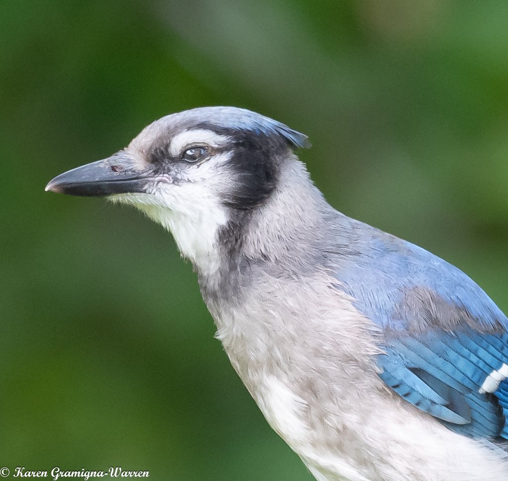 Blue Jay - Sick or injured eye - Help Me Identify a North American Bird -  Whatbird Community