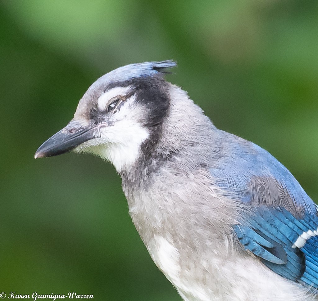 Blue Jay - Sick or injured eye - Help Me Identify a North American Bird -  Whatbird Community