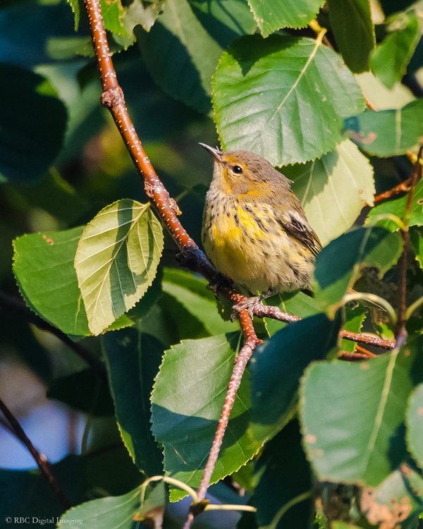 Cape May Warbler Collhar-7575807.jpg