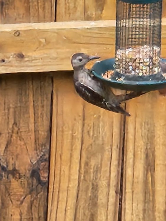 Help me iD this immature bird red bellied or pileated woodpecker - Help