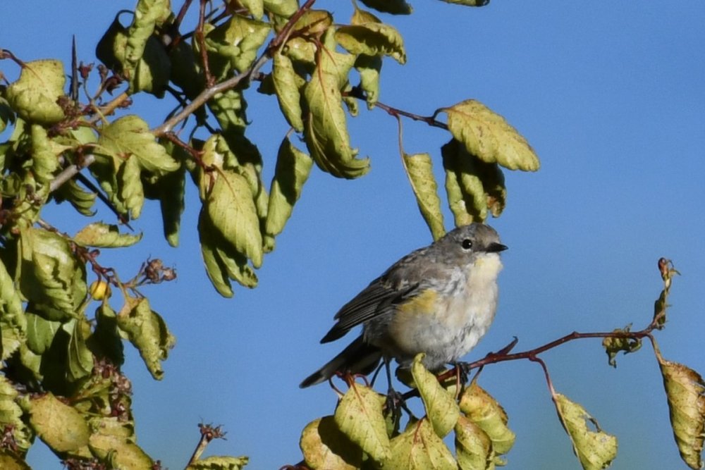 even-more-warblers-help-me-identify-a-north-american-bird-whatbird