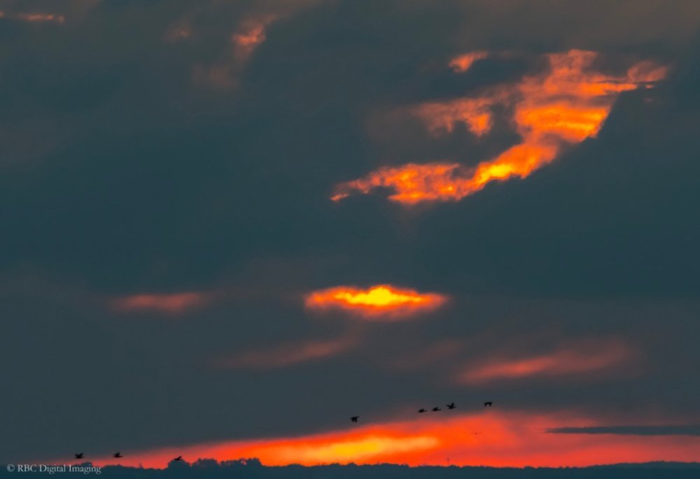 Double-crested Cormorant sunrise Collhar-7575771.jpg