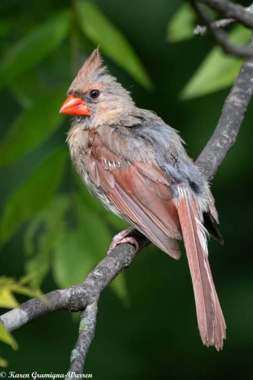 Juvinel Cardinal-1.jpg