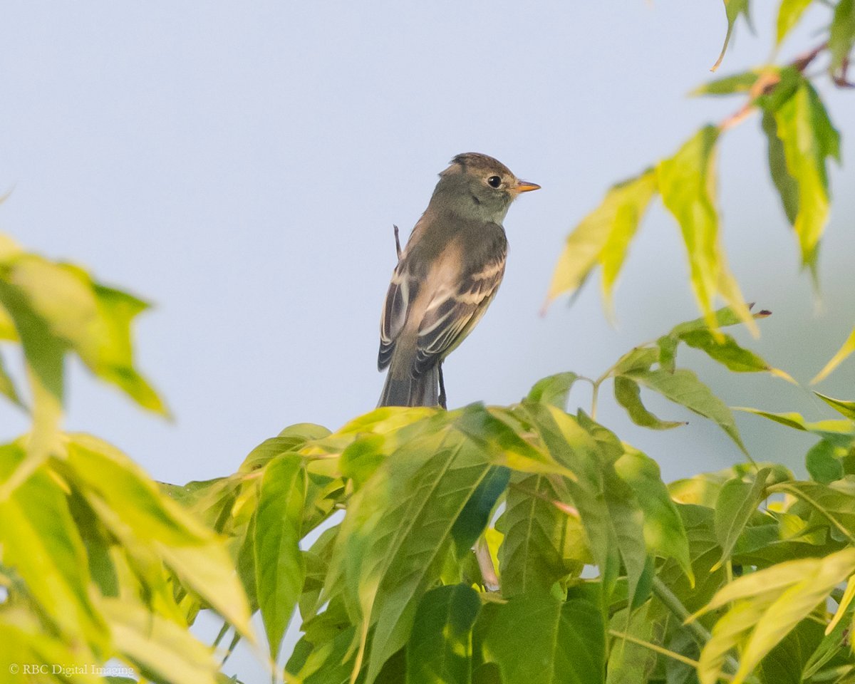 Flycatcher Question Help Me Identify A North American Bird Whatbird Community