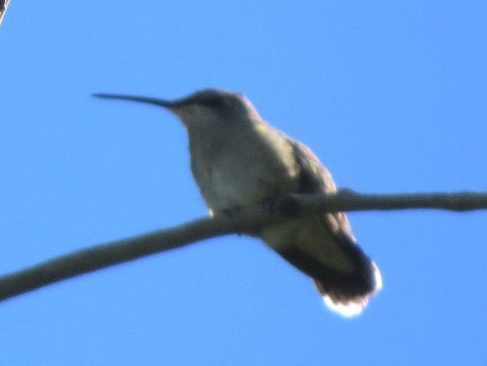 hummingbird96brightcrop.jpg