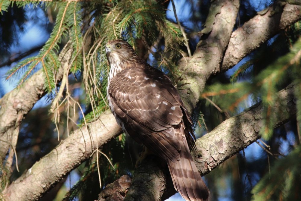 Cooper's hawk, Waldwick, NJ.JPG