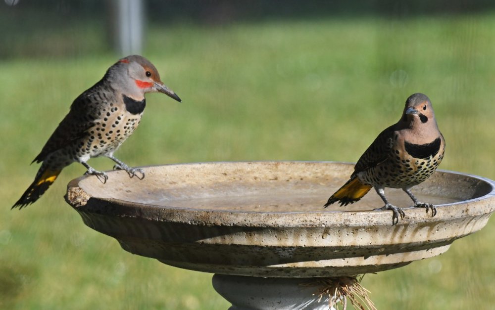 DSC_1426a.jpg