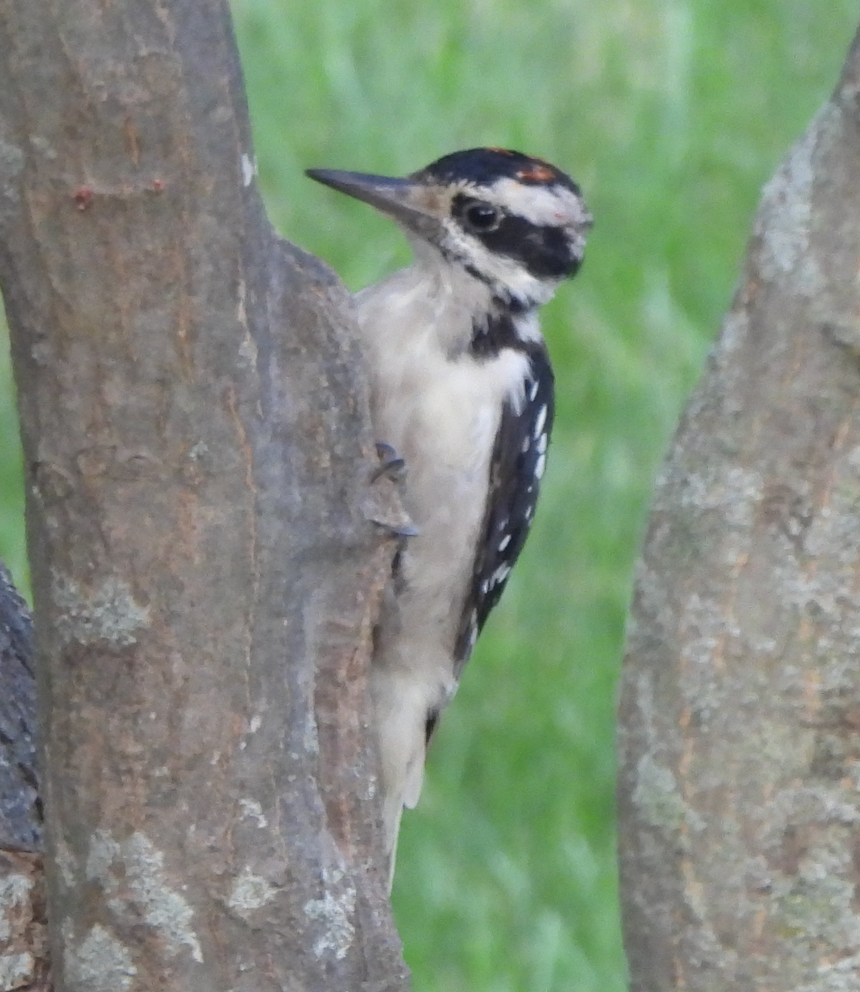 Hairy Woodpecker - Help Me Identify A North American Bird - Whatbird 