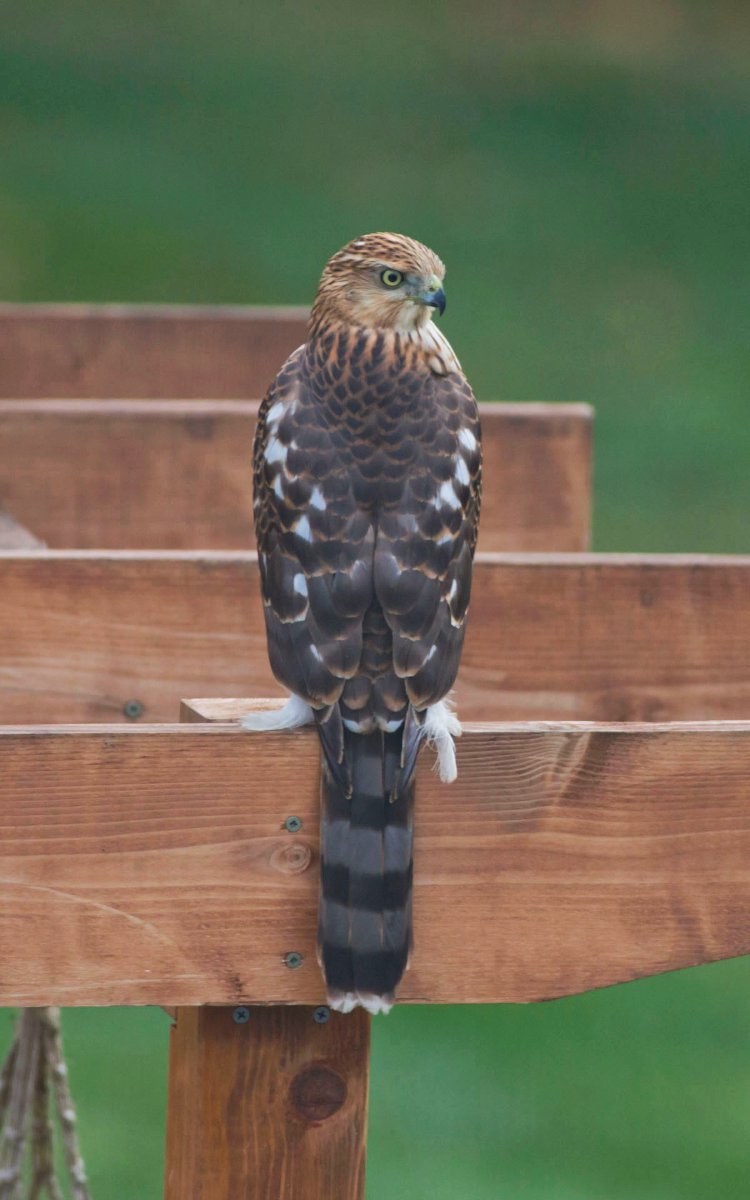 Cooper's Hawk? Help Me Identify a North American Bird Whatbird