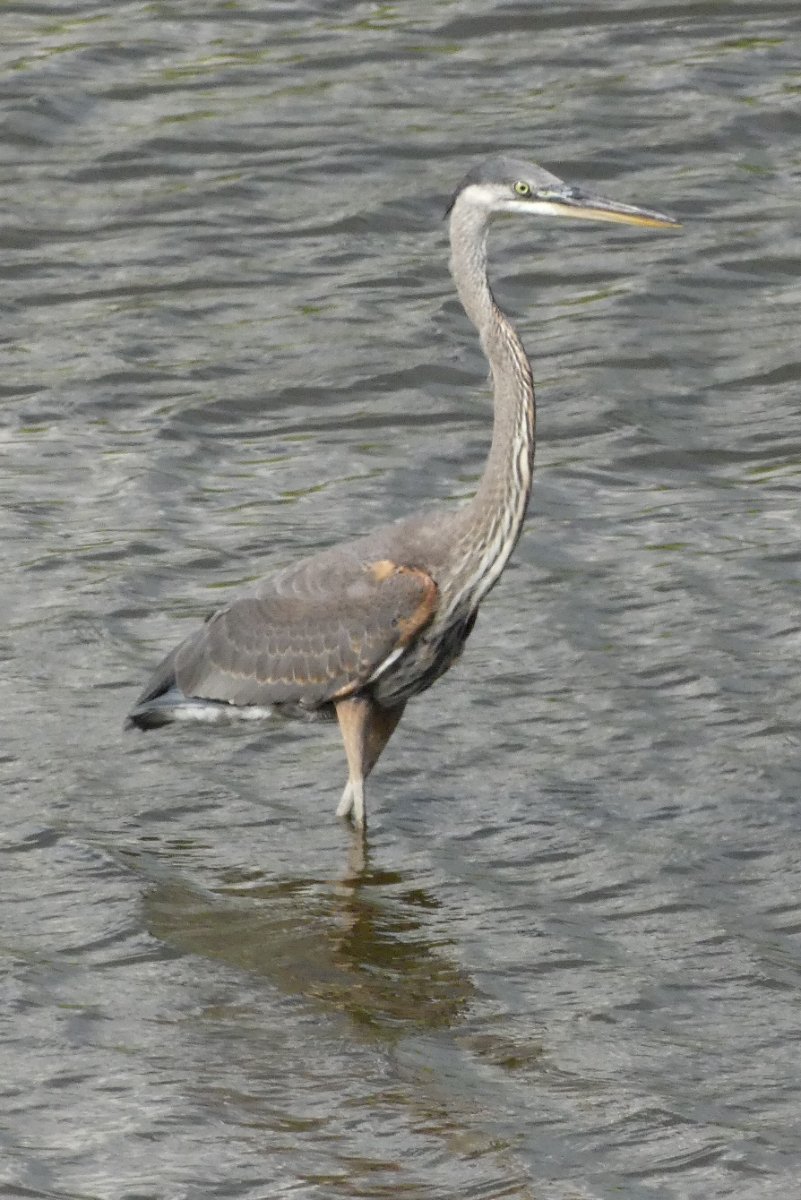 Edwin B. Forsythe NWR, Summer 2023 – Herons - Help Me Identify A North ...