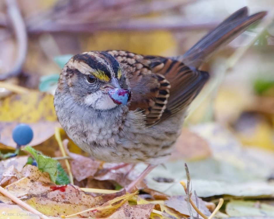 White-throated Sparrow berry HVT 7532896-.jpg