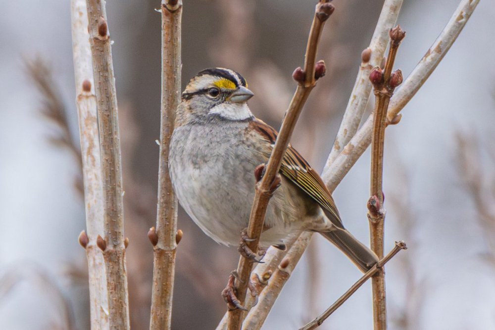 White-throated sparrow - DeKorte Park, NJ.jpg