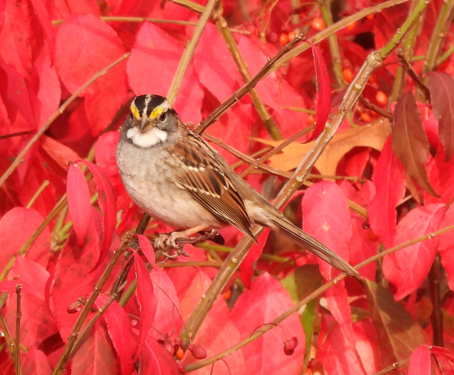 White Throated Sparrow.png