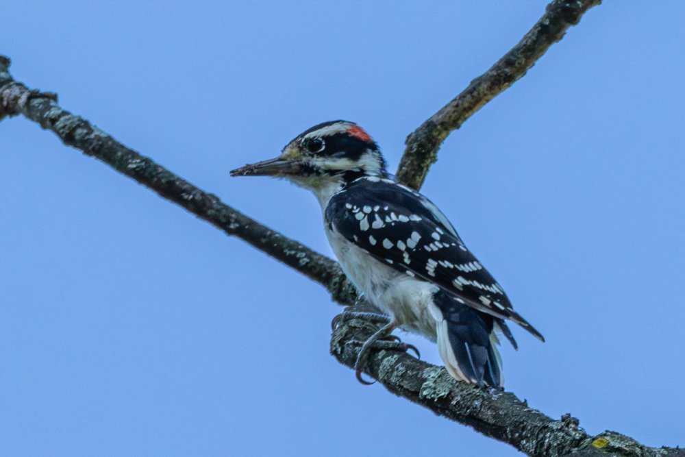 hairy woodpecker.jpg