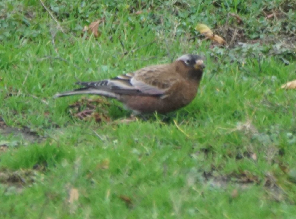 DSC02930r GCRF.JPG
