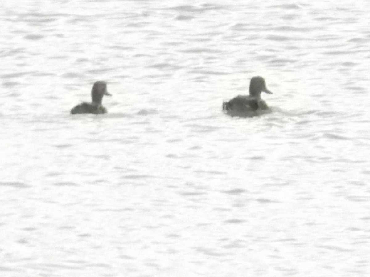 Teal, various - Help Me Identify a North American Bird - Whatbird Community