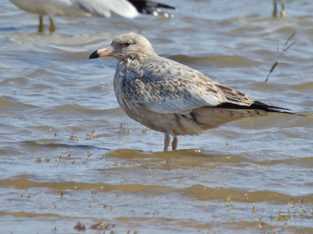GULL_1.JPG