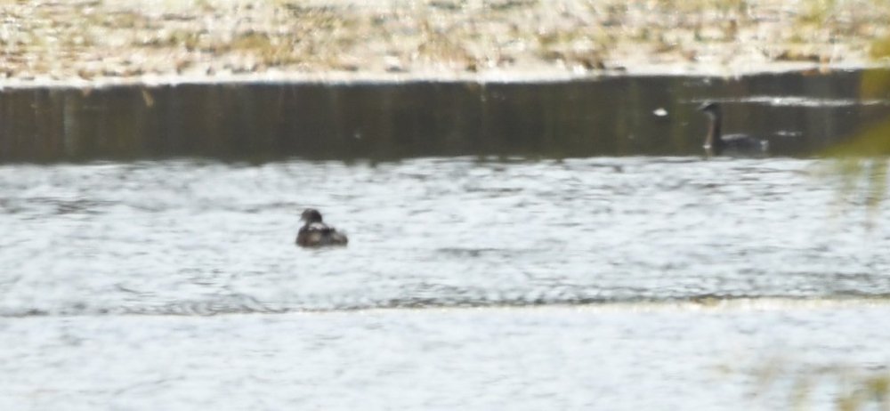 Hooded Merganser vs. Horned Grebe - Help Me Identify a North American ...