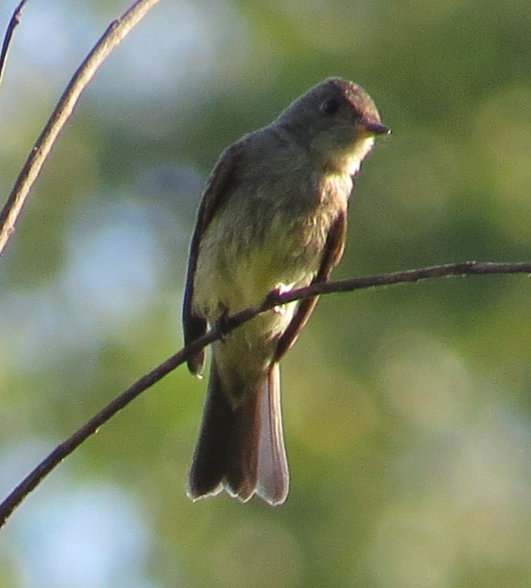 Seeking Help With Flycatchers Help Me Identify A North American Bird Whatbird Community