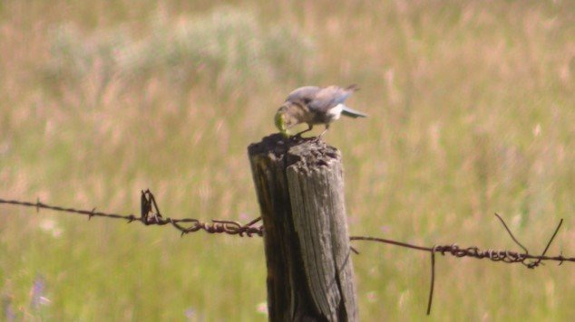 Mountain Bluebird Female.jpg