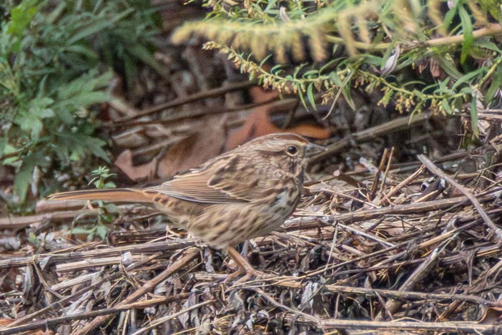 sparrow-2.jpg