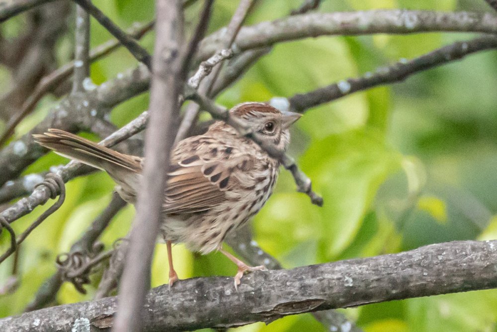 sparrow-3.jpg