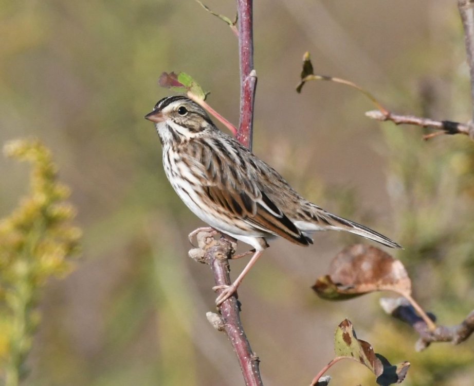 unidentified Sparrow A.jpg