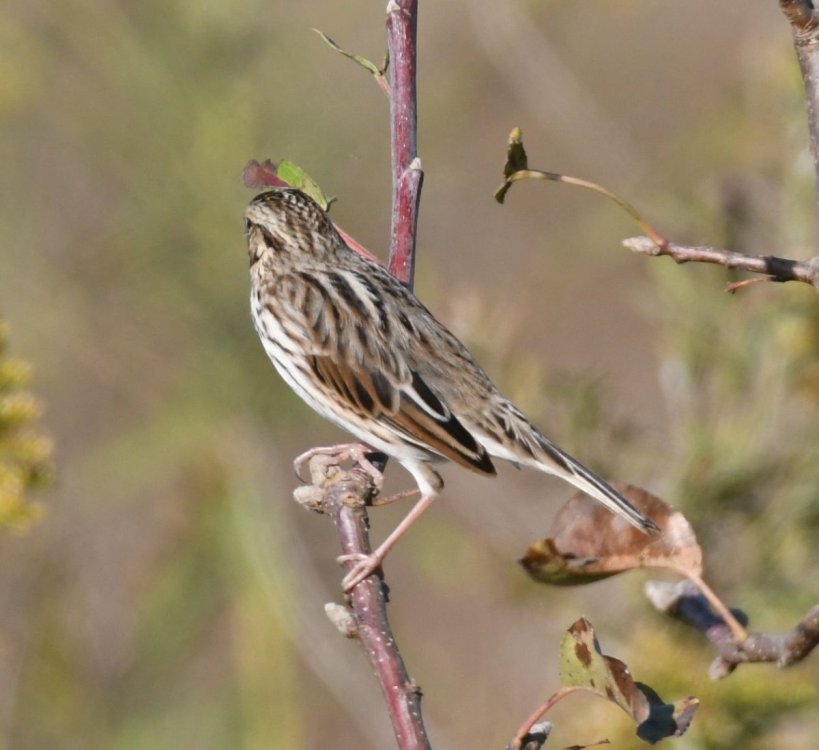 unidentified Sparrow C.jpg