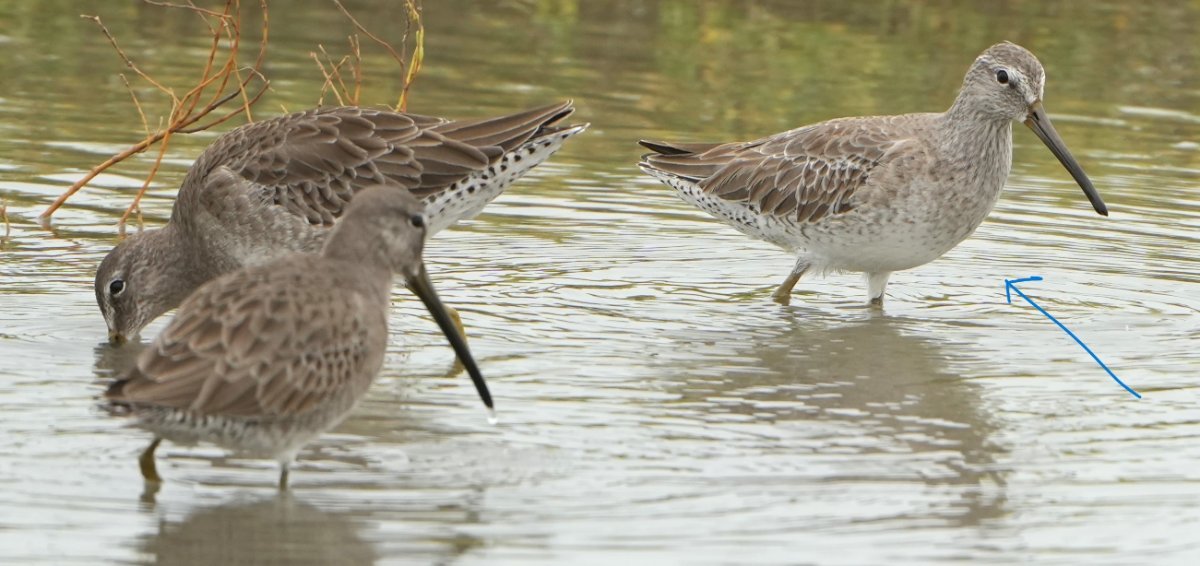 Stilt Sandpiper or Dowitcher in Corpus Christi Help Me Identify a North American Bird