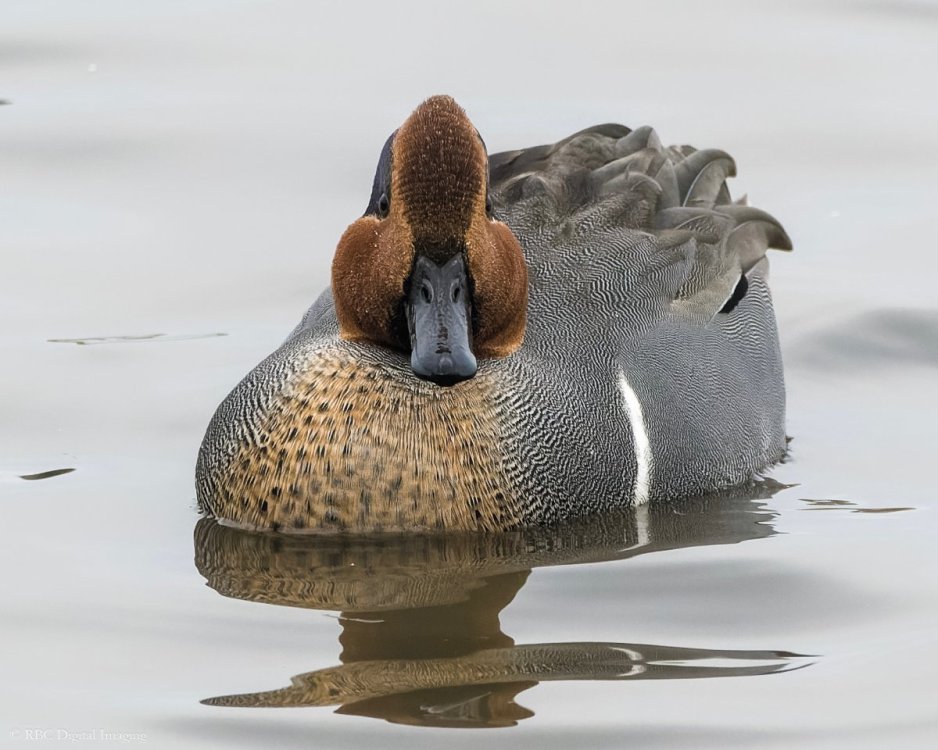 Green-winged Teal 1m CollHar 7580610 -.jpg