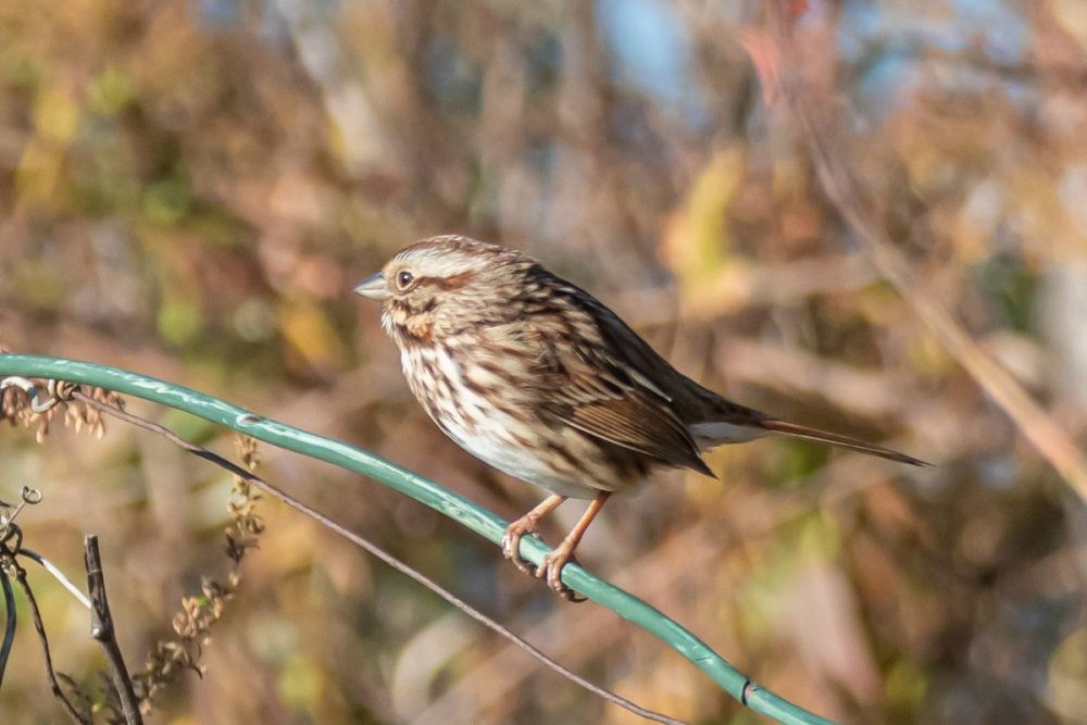 song sparrow-3.jpg