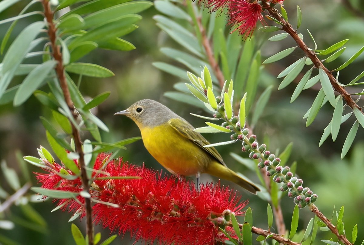 Nashville warbler ? - Help Me Identify a North American Bird - Whatbird