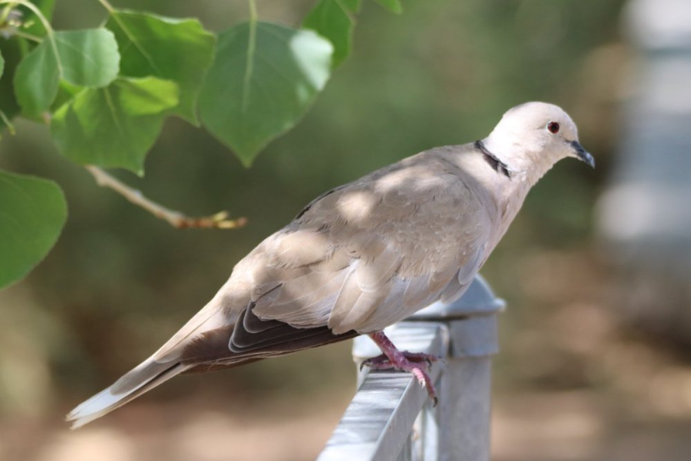 Eurasian collared dove - Riparian Preserve at Gilbert Water Ranch, AZ.JPG
