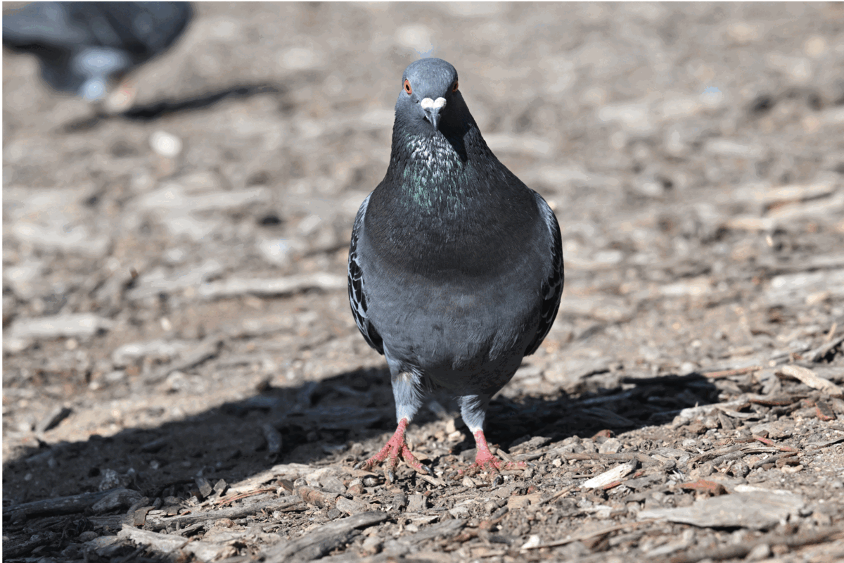 lol-forum-topic-page-50-photo-sharing-and-discussion-whatbird